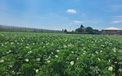 Potatoes Forever!: com’è andato il raccolto della stagione 23/24