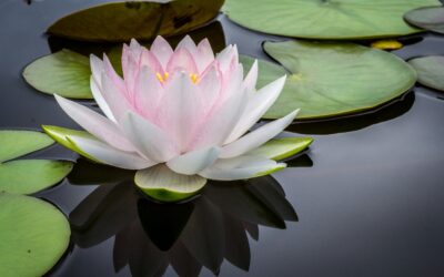 Riapre il Giardino di Ninfa a Roma: quanto costa visitare questo paradiso