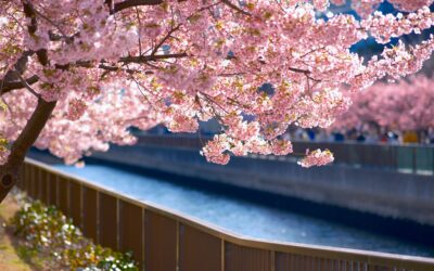 La magia dell’Hanami a Roma, l’atmosfera giapponese della fioritura dei ciliegi