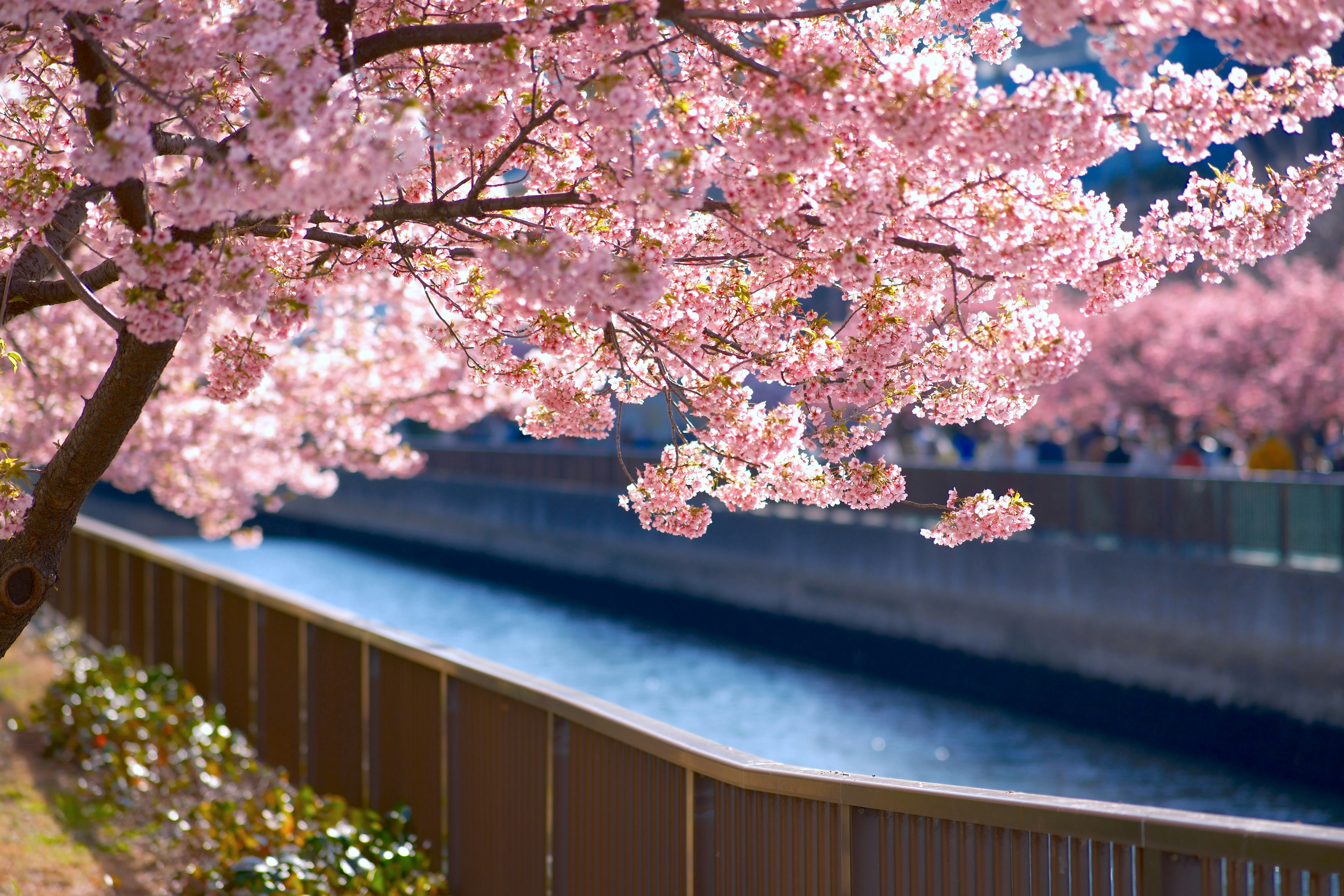 Hanami a Roma